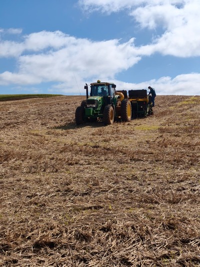 Coprossel realiza plantio de campo demonstrativo de milho verão em Porto Barreiro